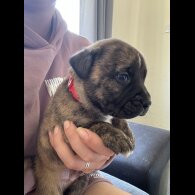 American Bulldog - Both