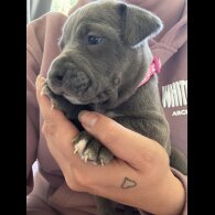American Bulldog - Both