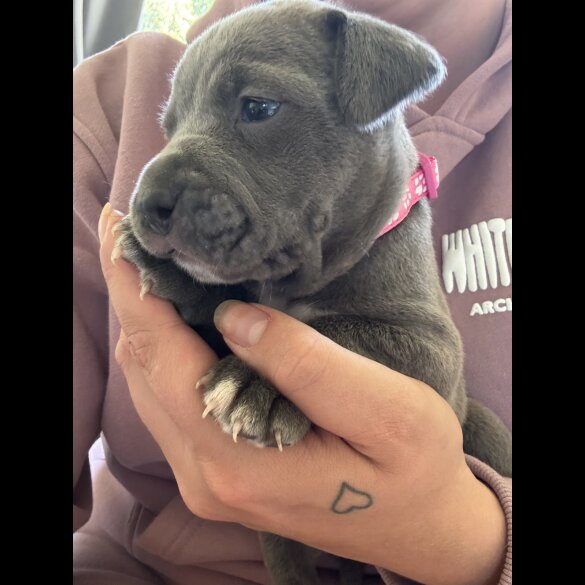 American Bulldog - Both