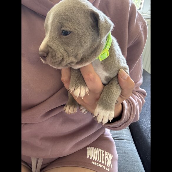 American Bulldog - Both