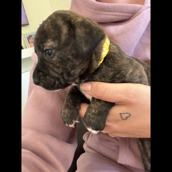 American Bulldog - Both