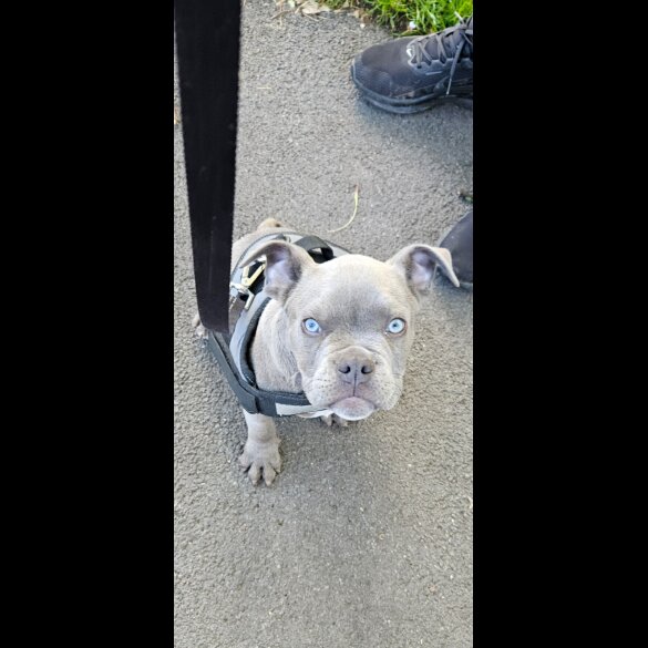 American Bulldog - Dogs