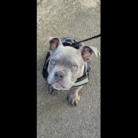 American Bulldog - Dogs