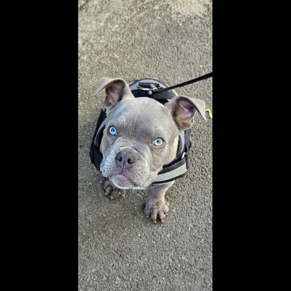 American Bulldog - Dogs