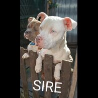 American Bulldog - Both