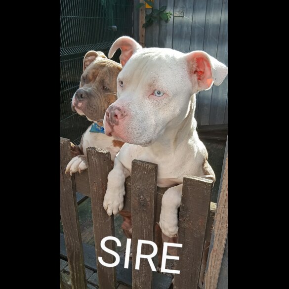 American Bulldog - Both