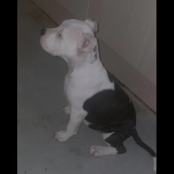 American Bulldog - Both