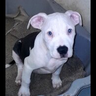 American Bulldog - Both