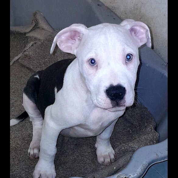 American Bulldog - Both