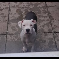 American Bulldog - Both