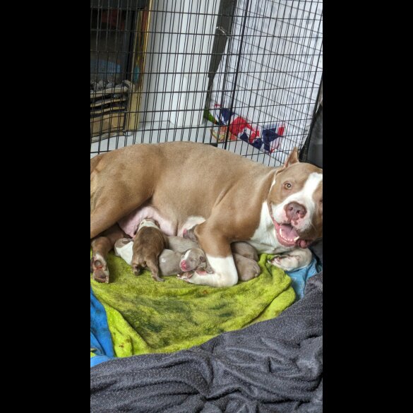 American Bulldog - Bitches
