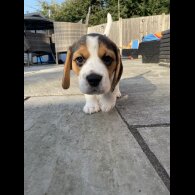 Beagle - Bitches