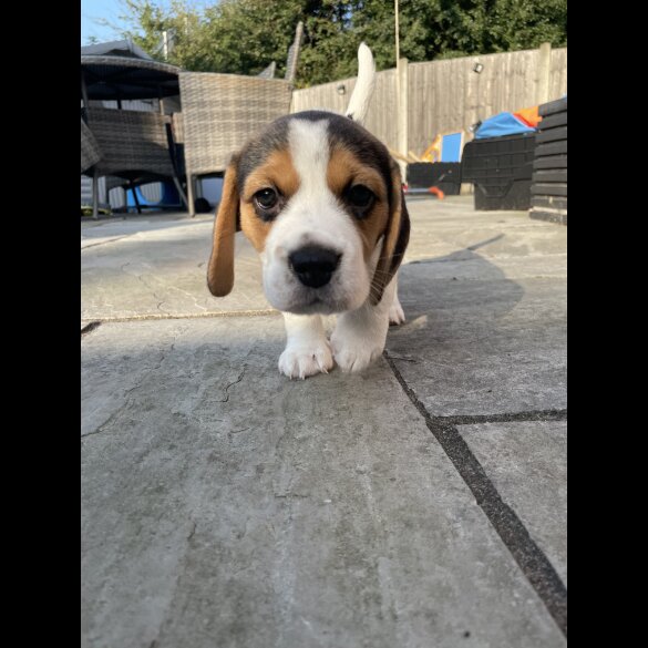 Beagle - Bitches