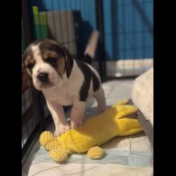 Beagle - Bitches