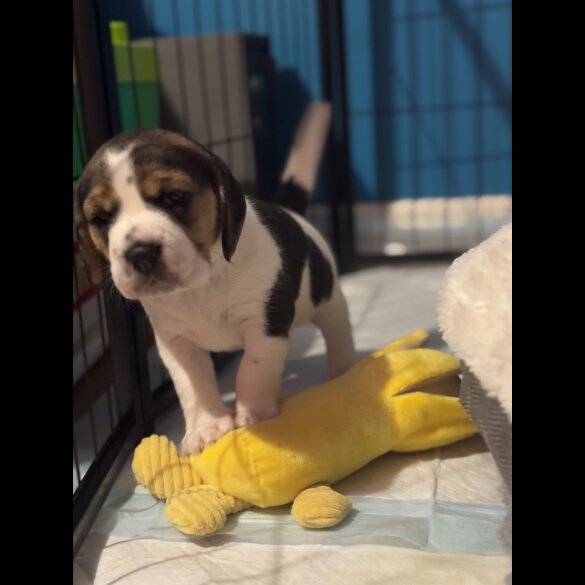 Beagle - Bitches