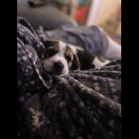 Beagle - Bitches