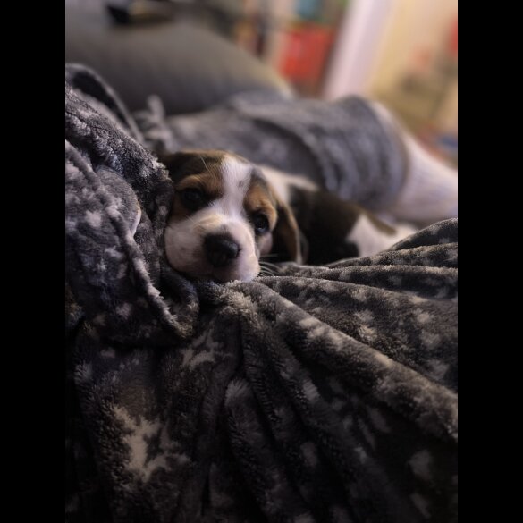 Beagle - Bitches