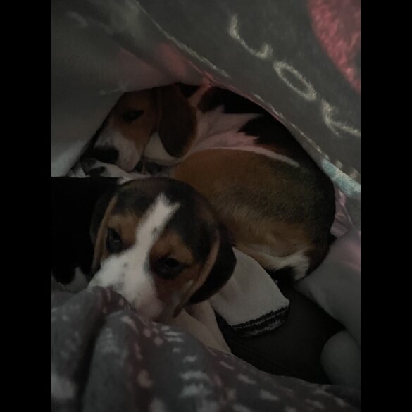 Beagle - Bitches