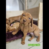 Hungarian Vizsla - Both