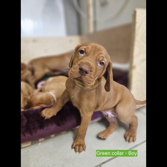 Hungarian Vizsla - Both