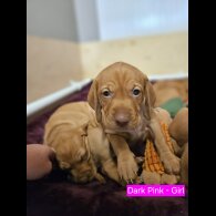 Hungarian Vizsla - Both