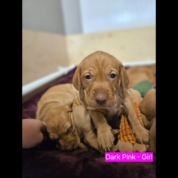 Hungarian Vizsla - Both