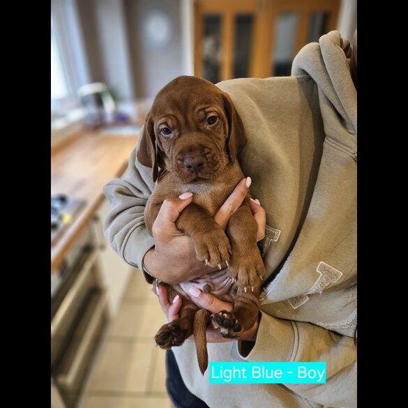 Hungarian Vizsla - Both