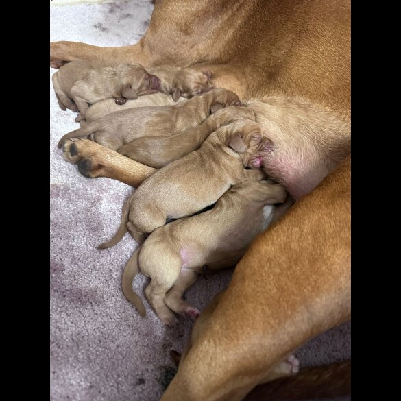 Hungarian Vizsla - Both