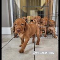 Hungarian Vizsla - Both