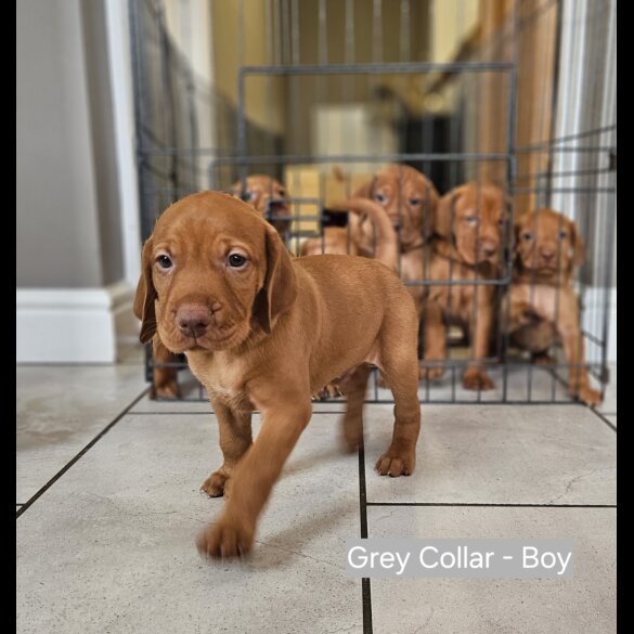Hungarian Vizsla - Both
