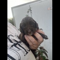 Cocker Spaniel (Working &amp; Show) - Dogs