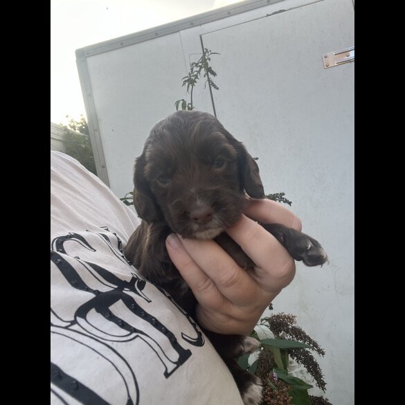 Cocker Spaniel (Working &amp; Show) - Dogs