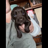 Cocker Spaniel (Working &amp; Show) - Dogs