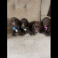 Cocker Spaniel (Working &amp; Show) - Dogs