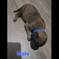 Belgian Shepherd Dog (Tervuren) - Both