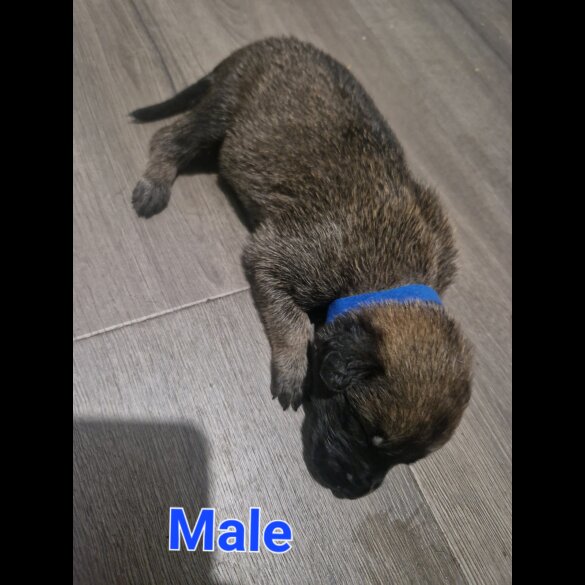 Belgian Shepherd Dog (Tervuren) - Both