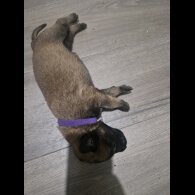 Belgian Shepherd Dog (Tervuren) - Both