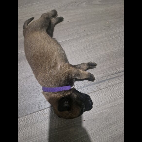 Belgian Shepherd Dog (Tervuren) - Both
