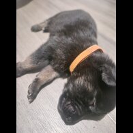 Belgian Shepherd Dog (Tervuren) - Both