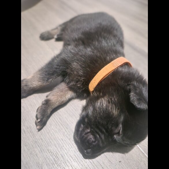 Belgian Shepherd Dog (Tervuren) - Both