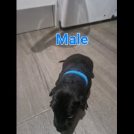 Belgian Shepherd Dog (Tervuren) - Both