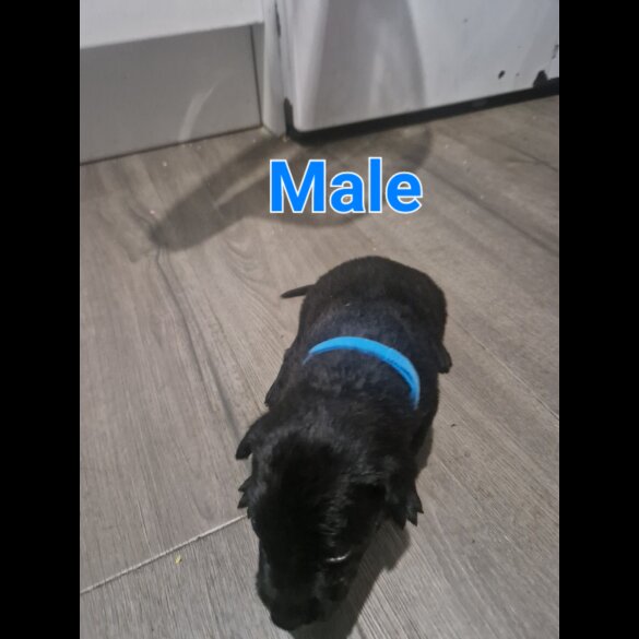 Belgian Shepherd Dog (Tervuren) - Both