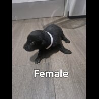 Belgian Shepherd Dog (Tervuren) - Both
