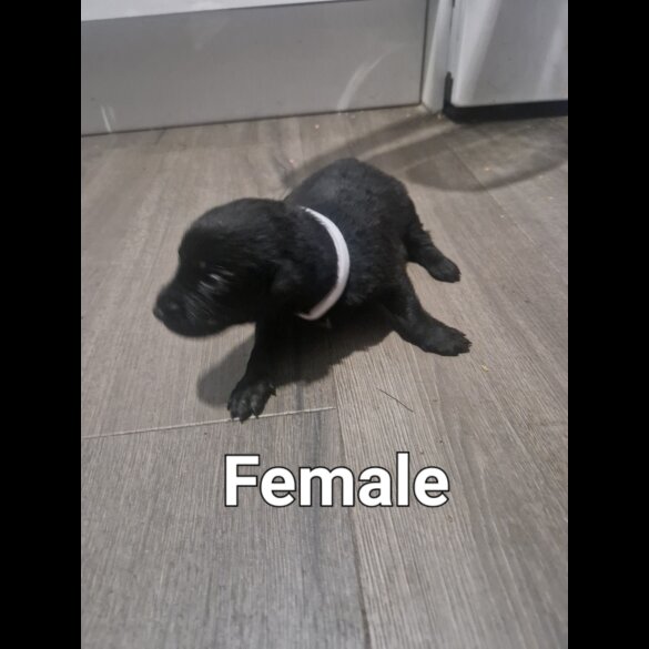 Belgian Shepherd Dog (Tervuren) - Both