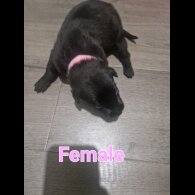 Belgian Shepherd Dog (Tervuren) - Both