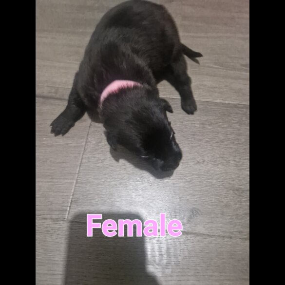Belgian Shepherd Dog (Tervuren) - Both