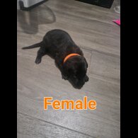 Belgian Shepherd Dog (Tervuren) - Both