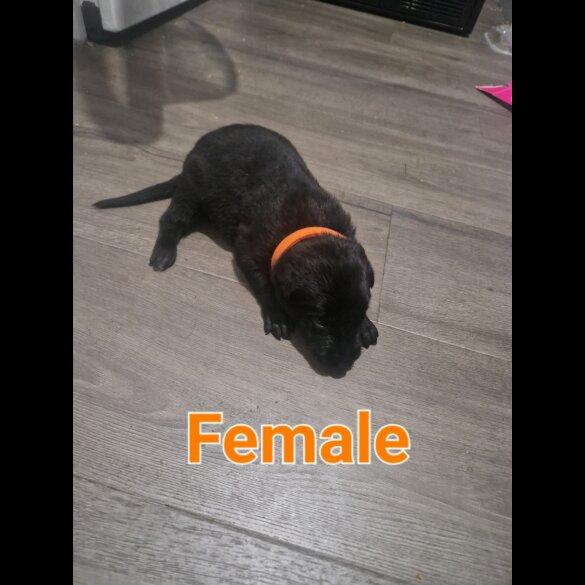 Belgian Shepherd Dog (Tervuren) - Both