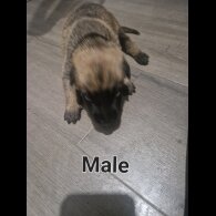 Belgian Shepherd Dog (Tervuren) - Both