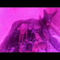 Belgian Shepherd Dog (Tervuren) - Both